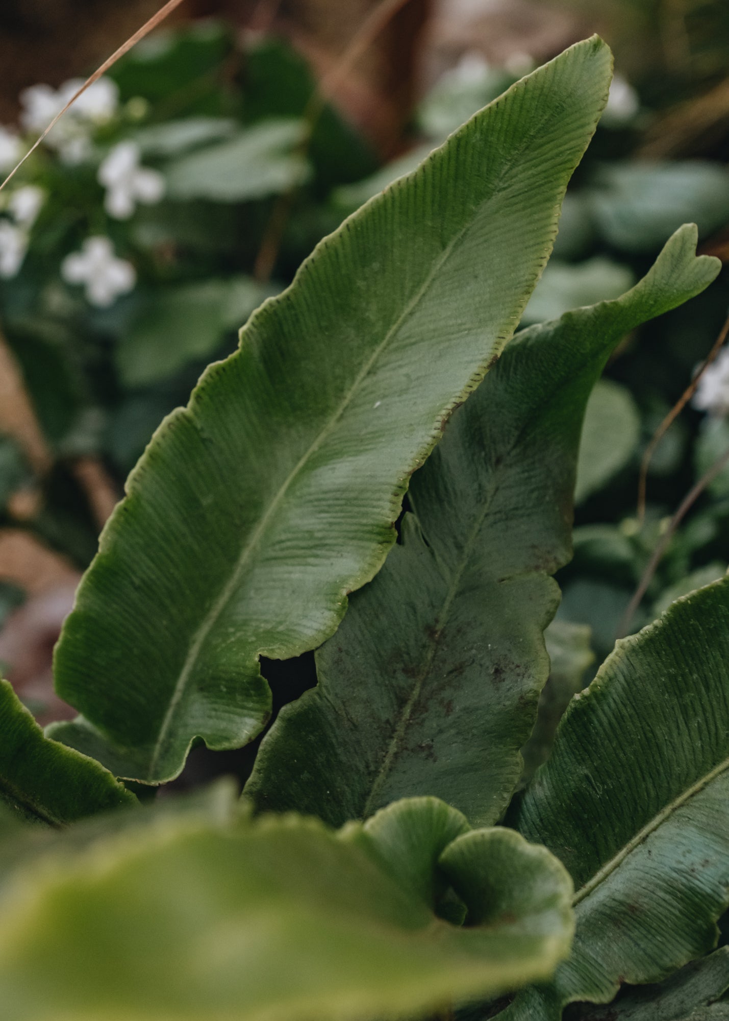 Asplenium Asplenium Scolopendrum 2L