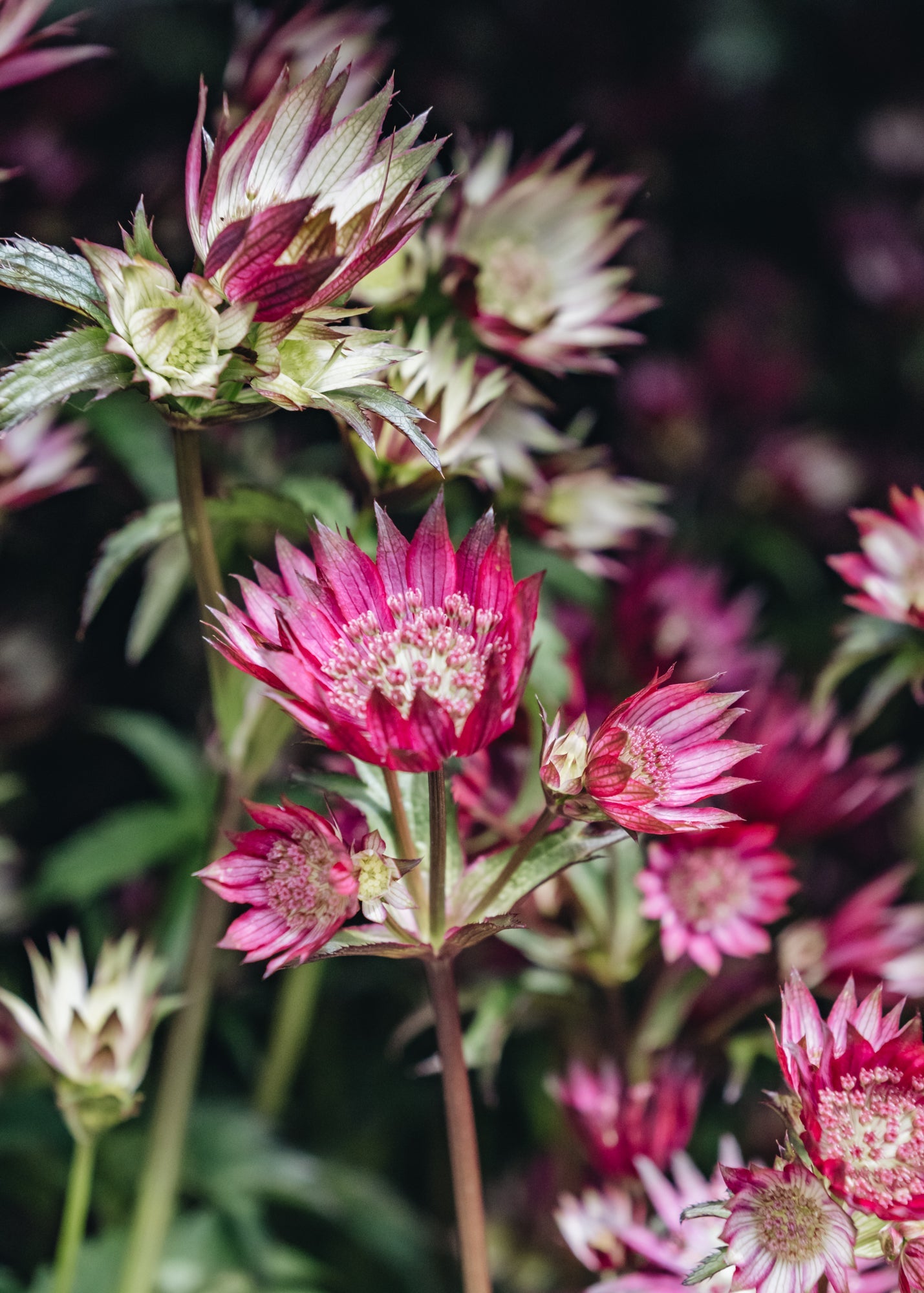 Astrantia Star of Love