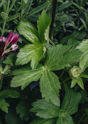 Astrantia major Star of Passion