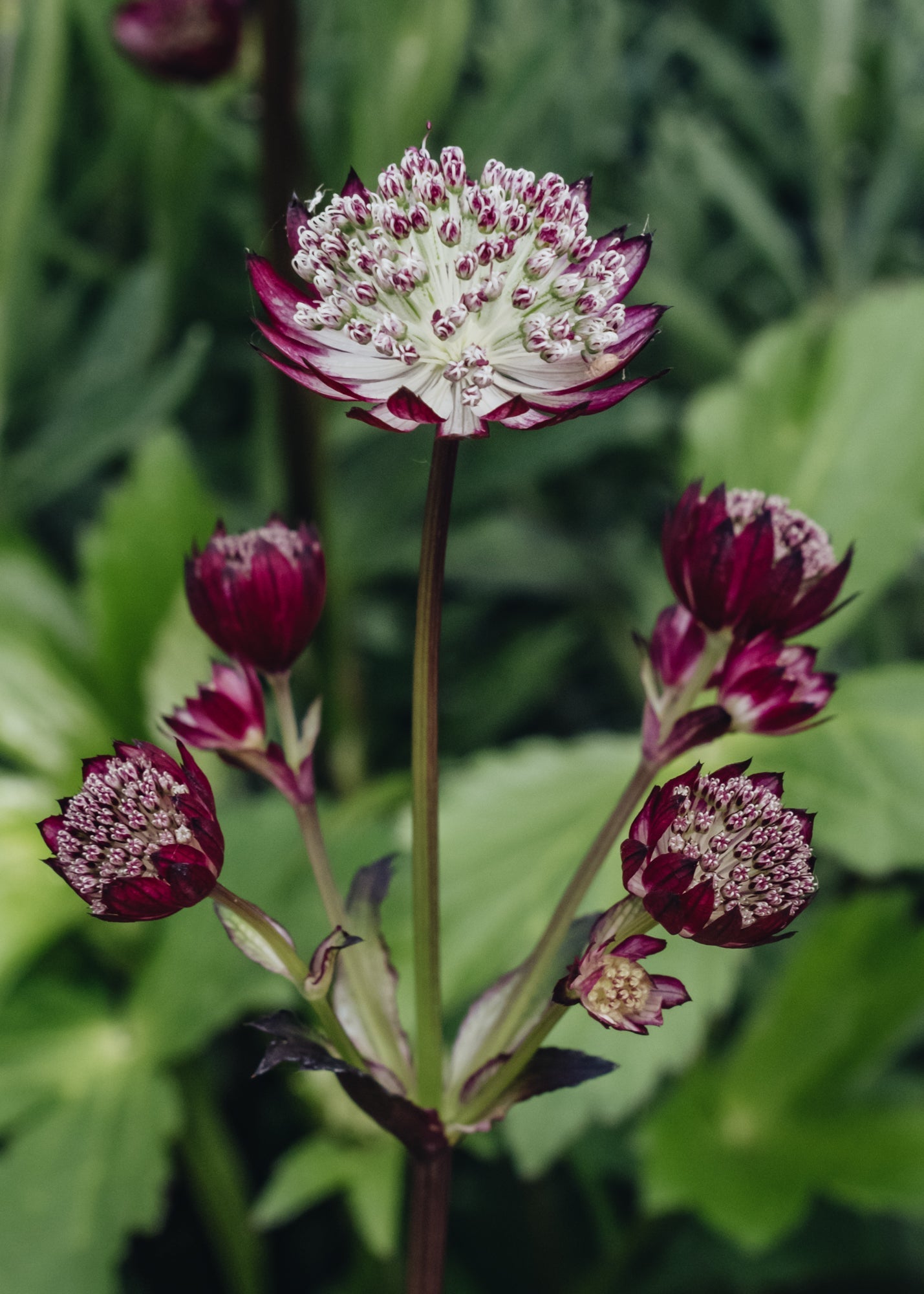 Astrantia major Star of Passion