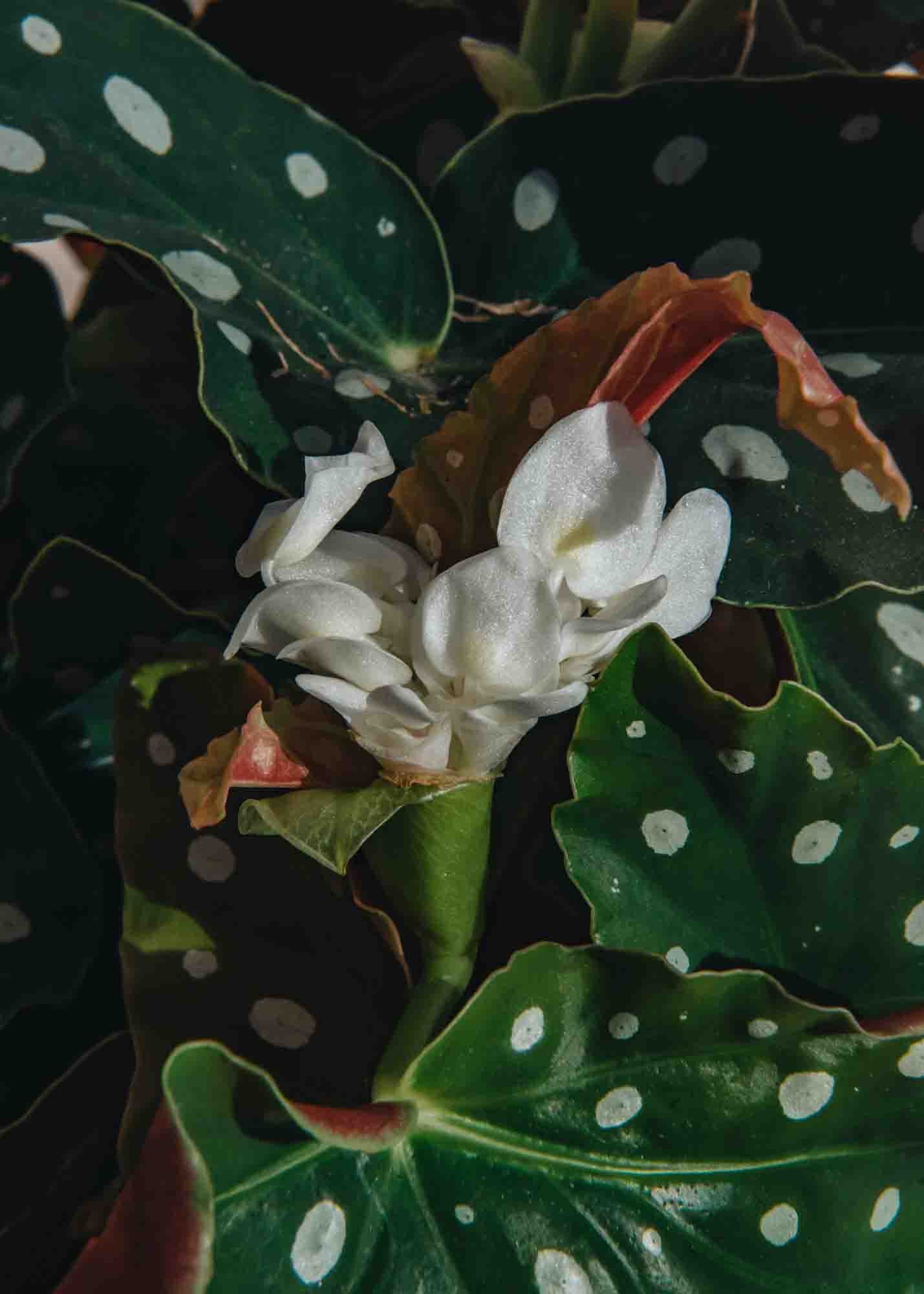 Houseplants Begonia Maculata
