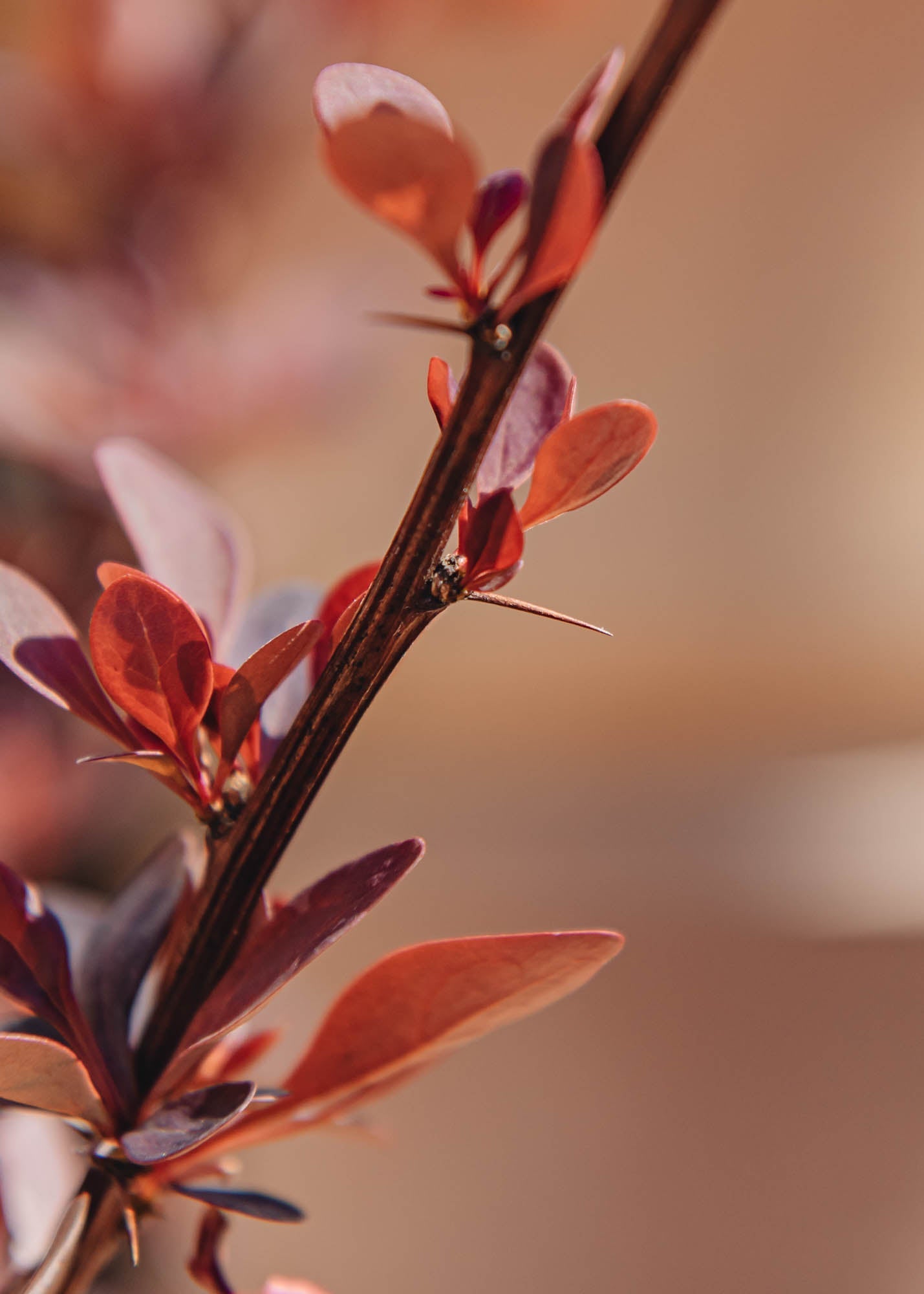 Berberis thunbergii Rose Glow AGM