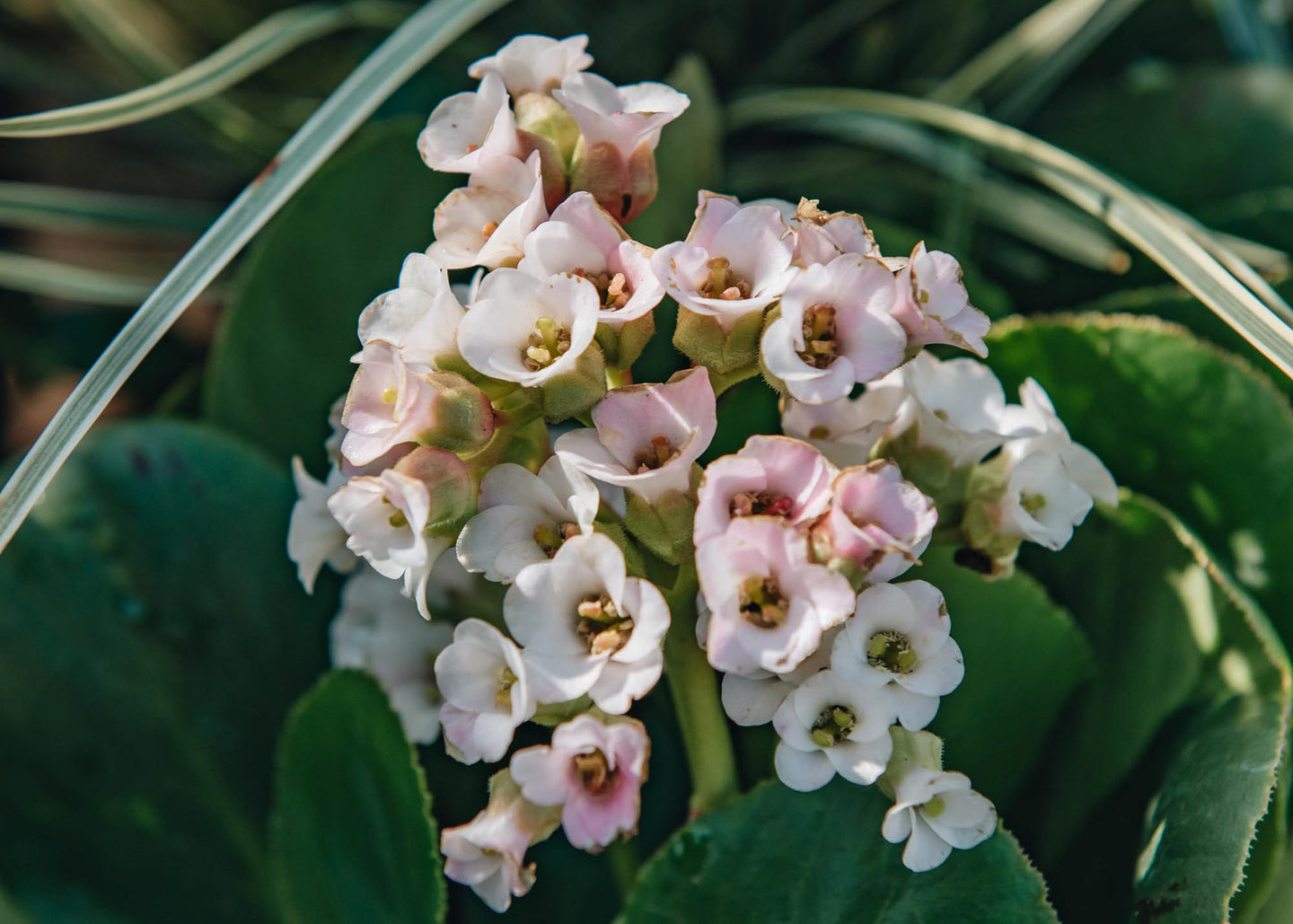 Bergenia Bergenia Diamond Drops