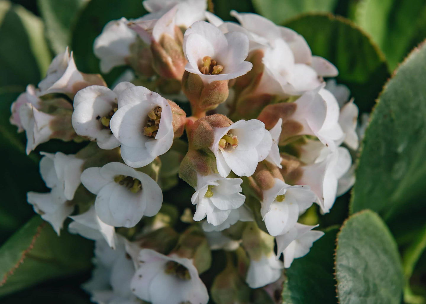 Bergenia Diamond Drops