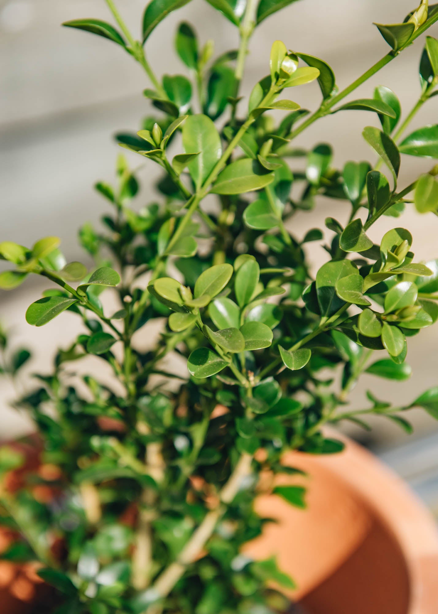 Better Buxus Better Buxus Heritage