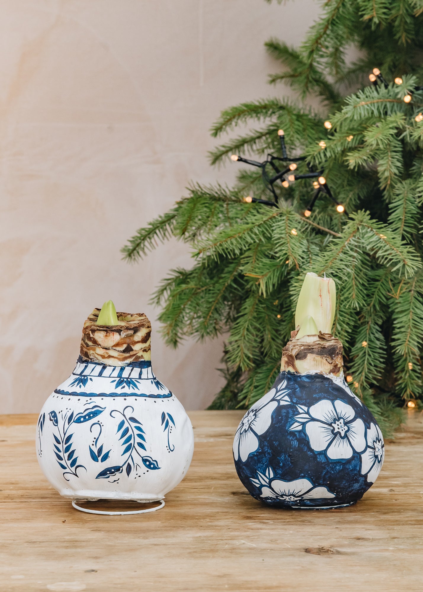 Wax Dipped Amaryllis Bulbs Painted Blue