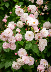 David Austin Blush Noisette Rose