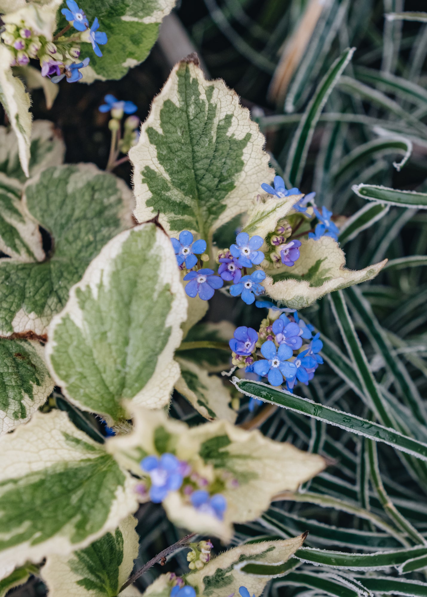 Brunnera Dawson's White