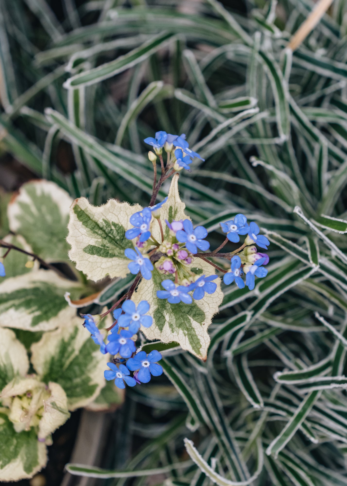 Brunnera Dawson's White