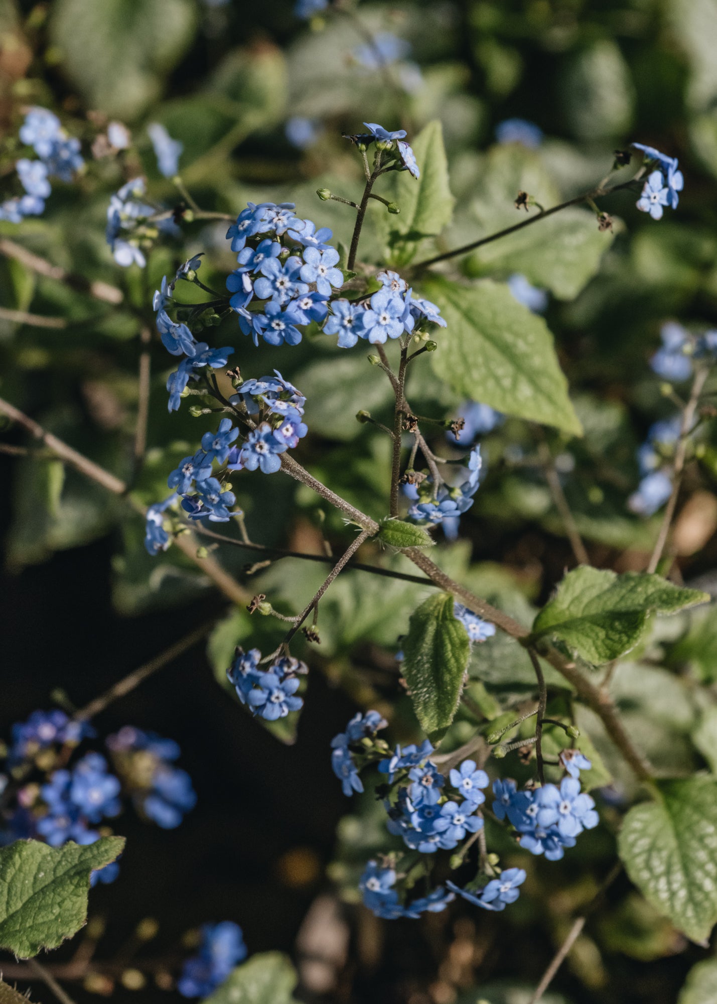 Clematis Brunnera Jack Frost AGM, 2/3L