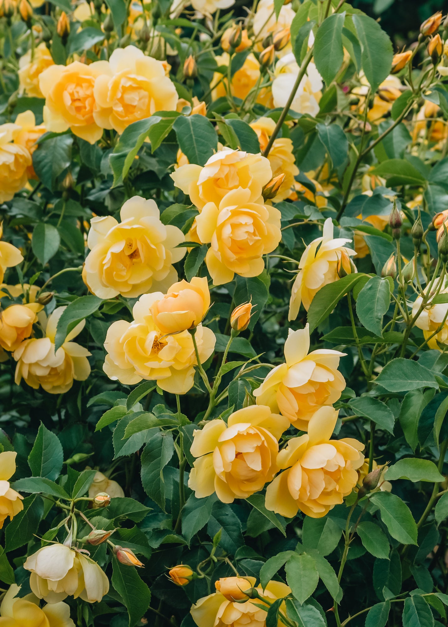 David Austin Buttercup Rose