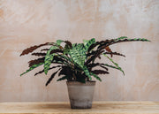 Calathea Insignis