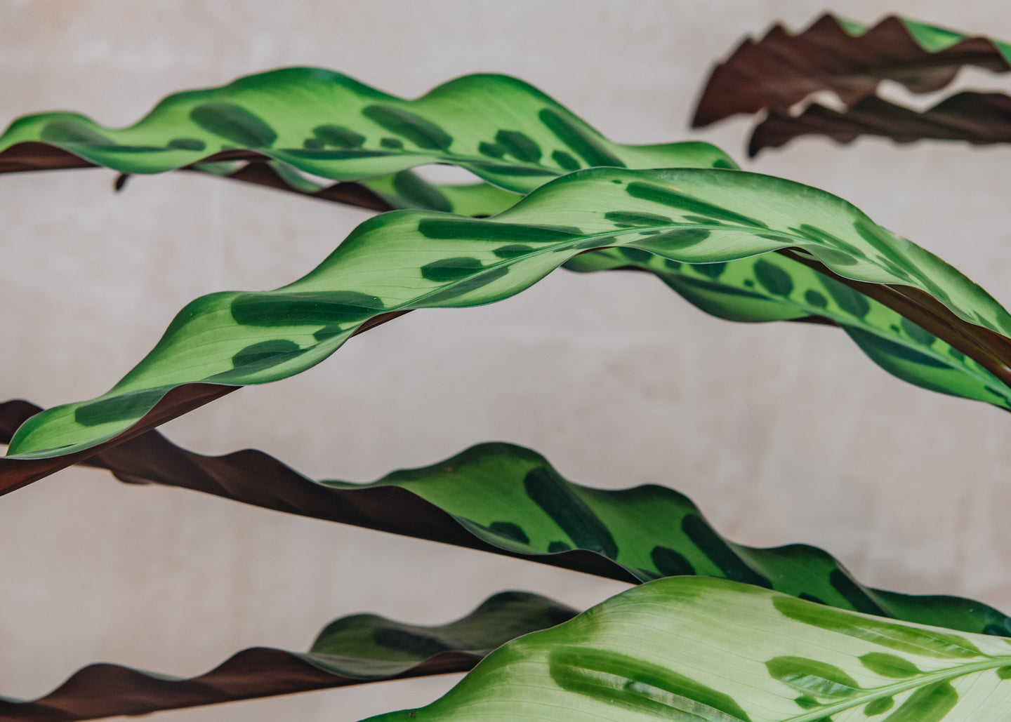 Houseplants Calathea Insignis