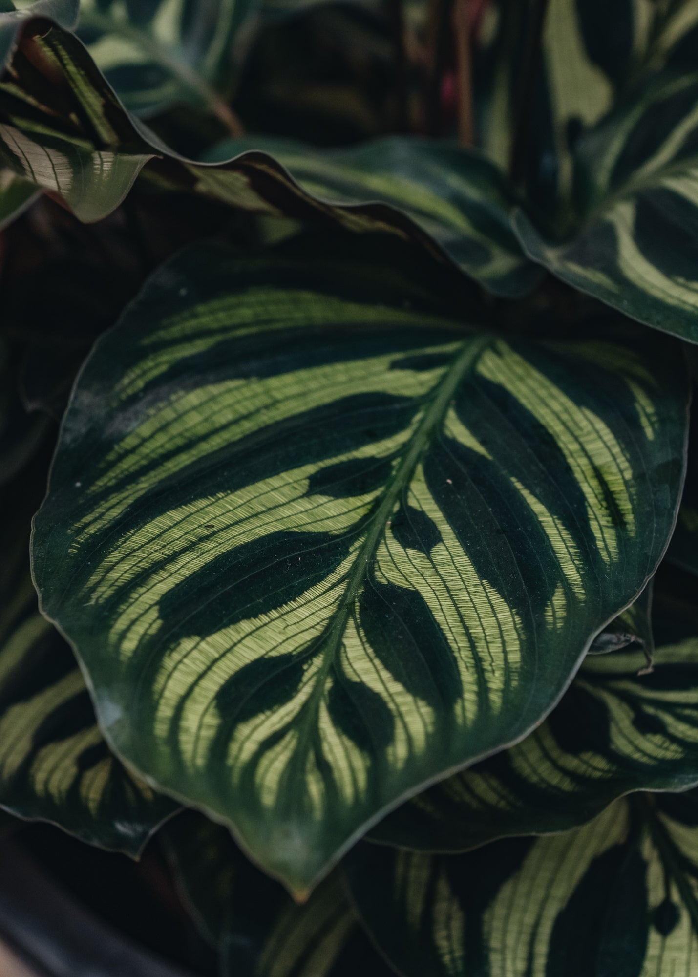 Calathea Makoyana