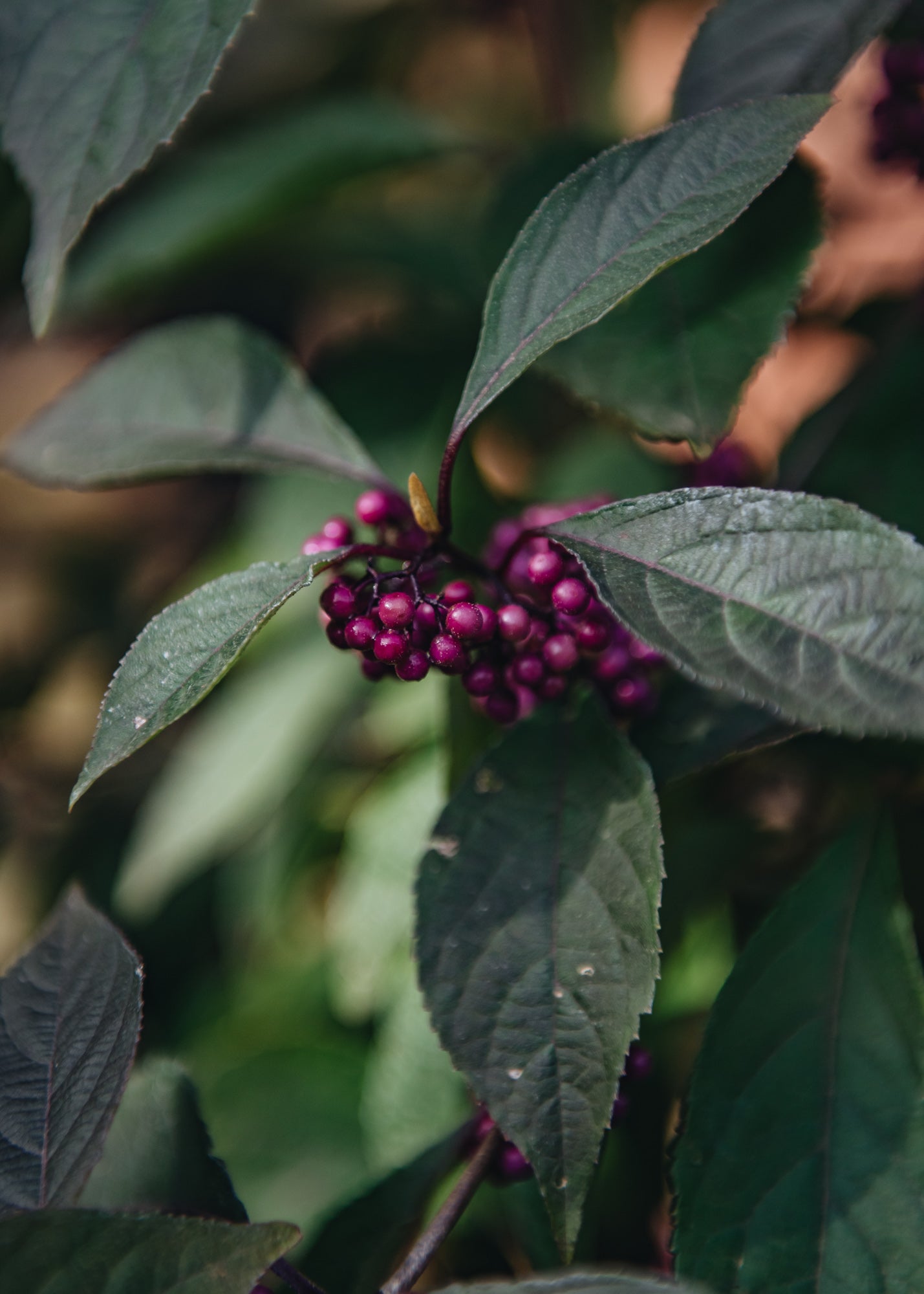 Callicarpa Callicarpa bodinieri Profusion