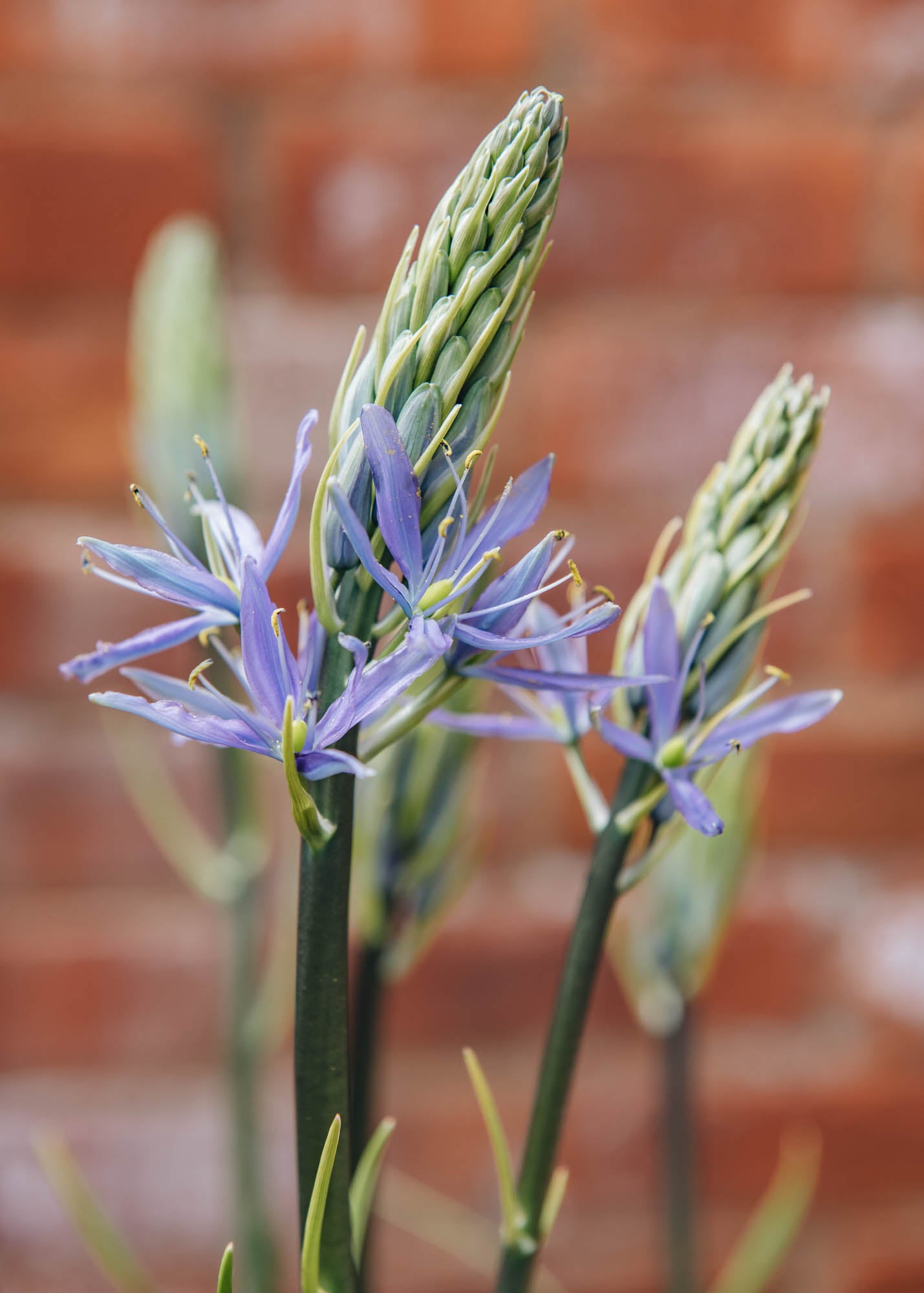 Camassia leichtlinii Caerulea