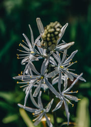 Camassia cusickii