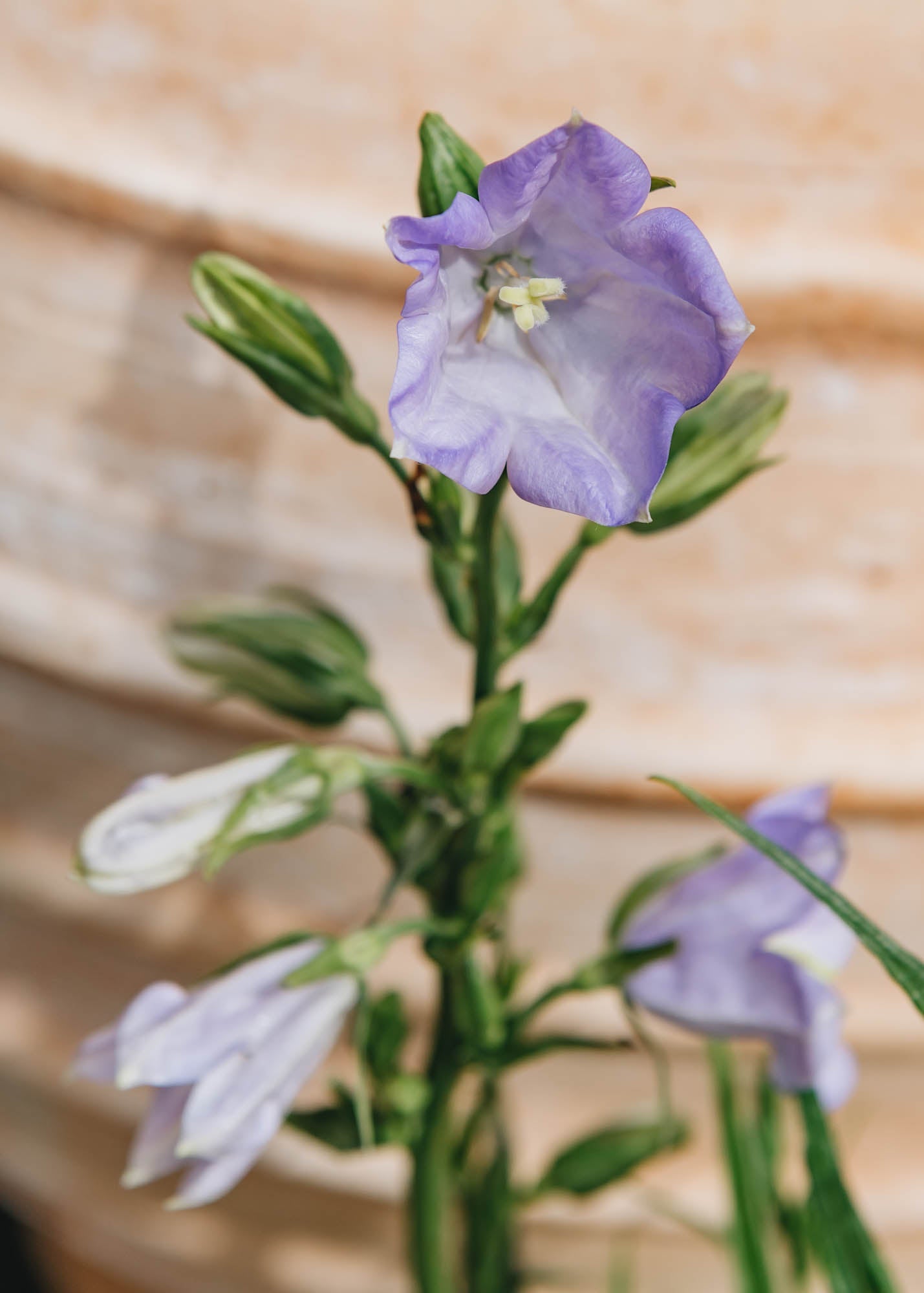 Geum Campanula persicifolia Takion Blue