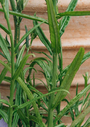 Campanula persicifolia Takion Blue