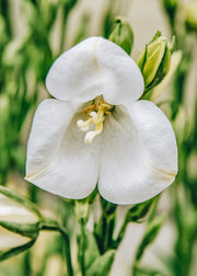 Campanula persicifolia Takion White