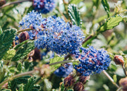 Ceanothus Concha AGM