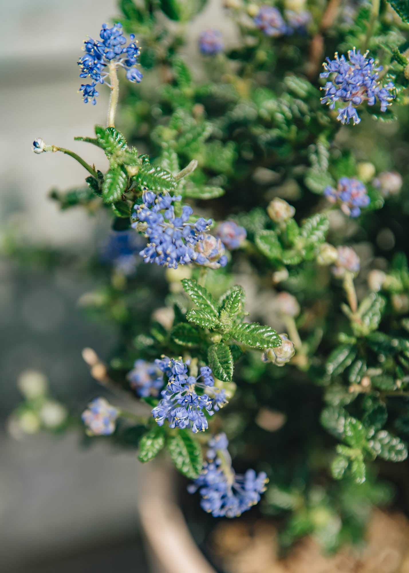 Clematis Ceanothus ‘Puget Blue’ AGM