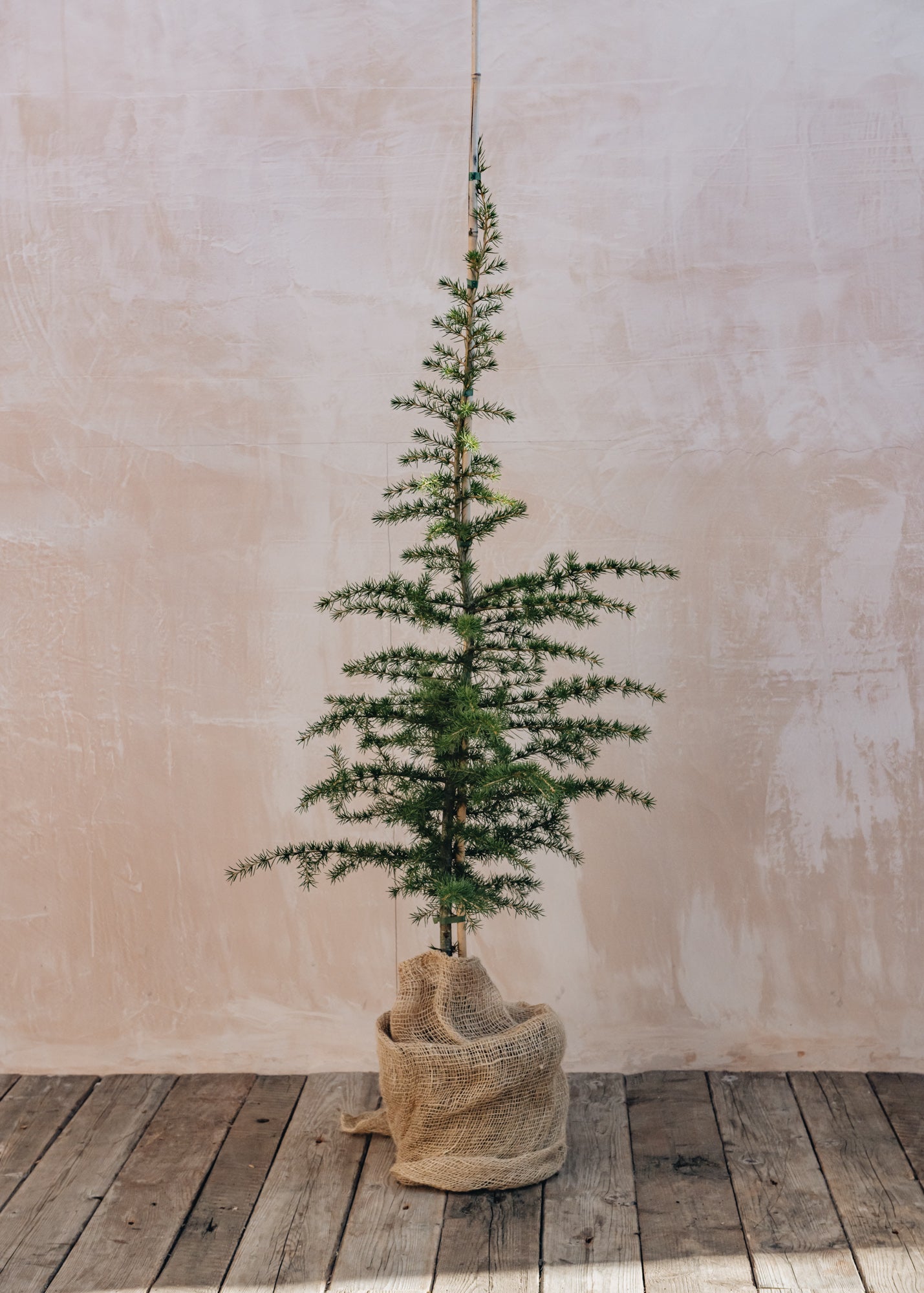 Convolvulus Cedrus libani, 7/10L