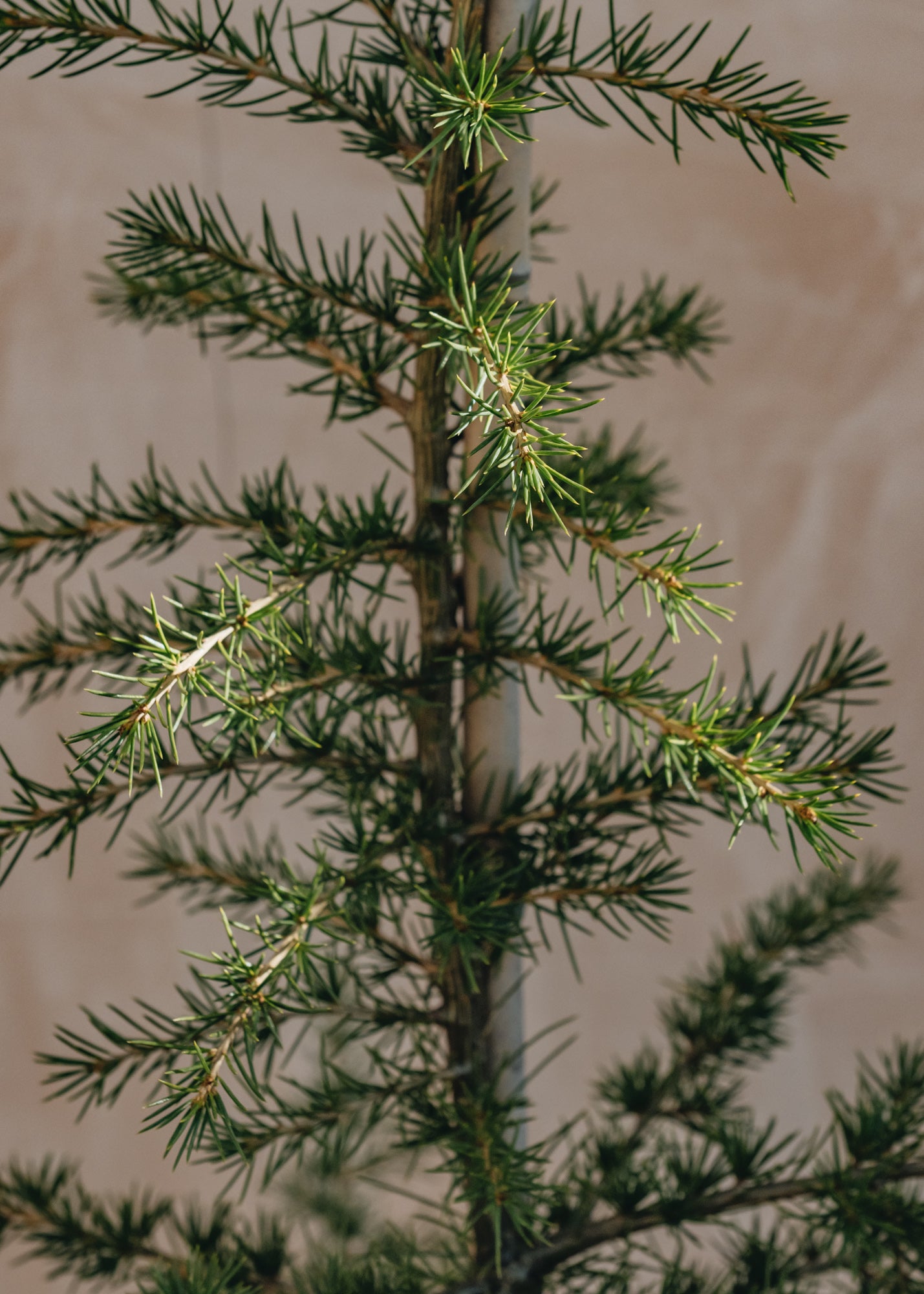 Cedrus Cedrus libani, 7/10L