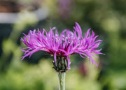 Centaurea montana Amethyst Dream