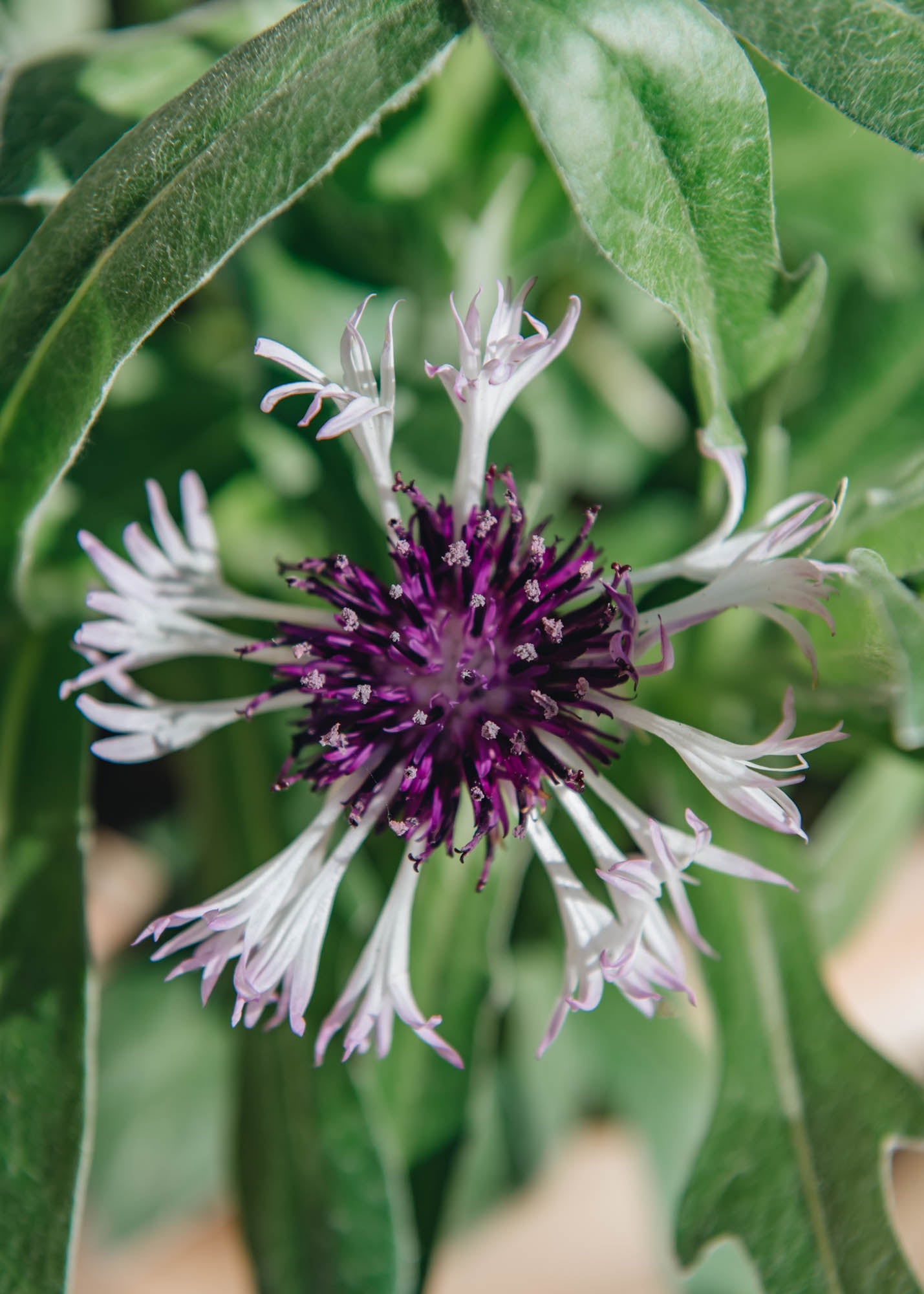 Centaurea Amethyst in Snow