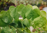 Cercis Cercis Hearts of Gold