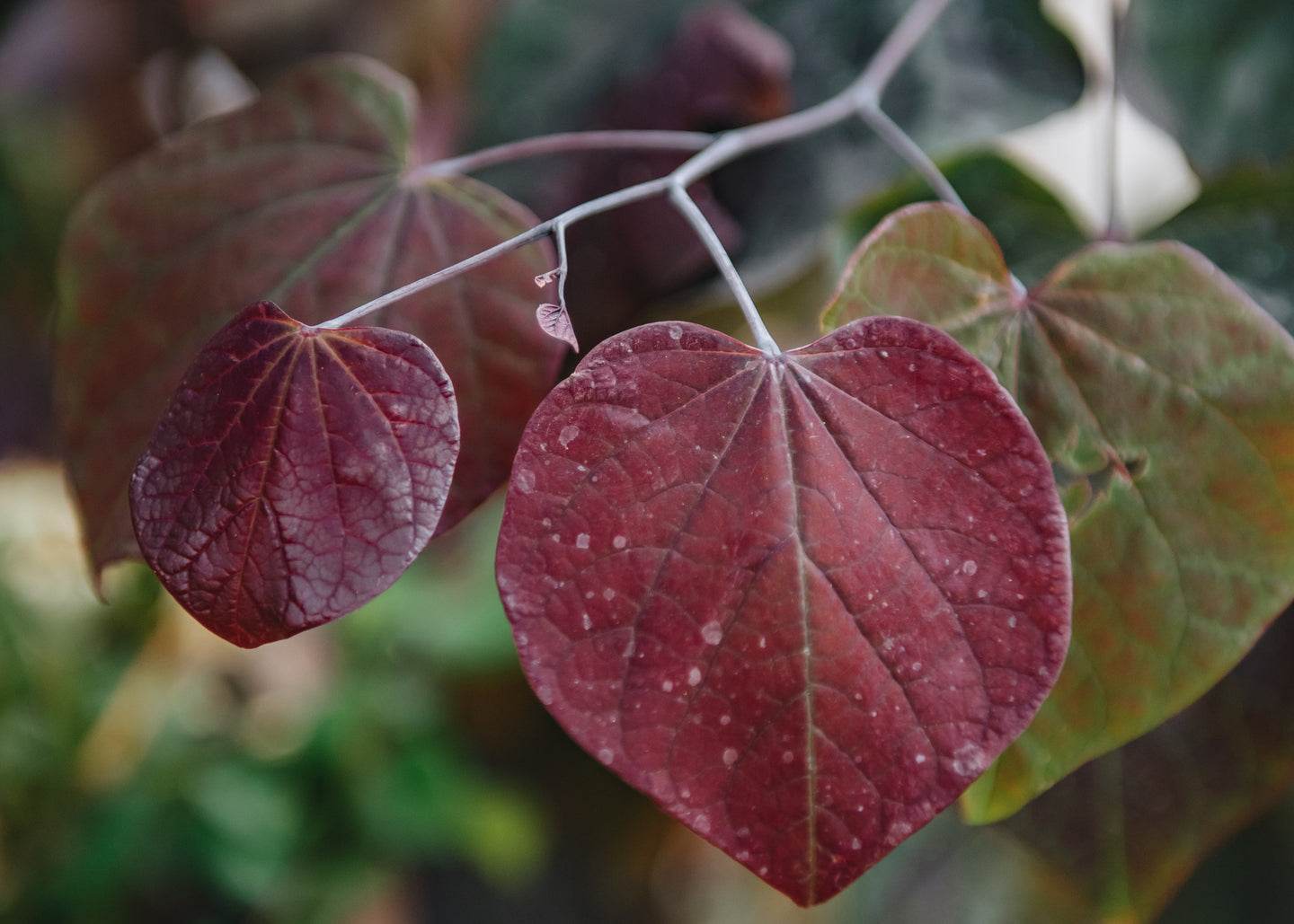 Cercis Cercis canadensis Forest Pansy