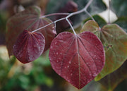 Cercis Cercis canadensis Forest Pansy