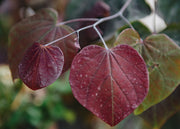 Cercis canadensis Forest Pansy