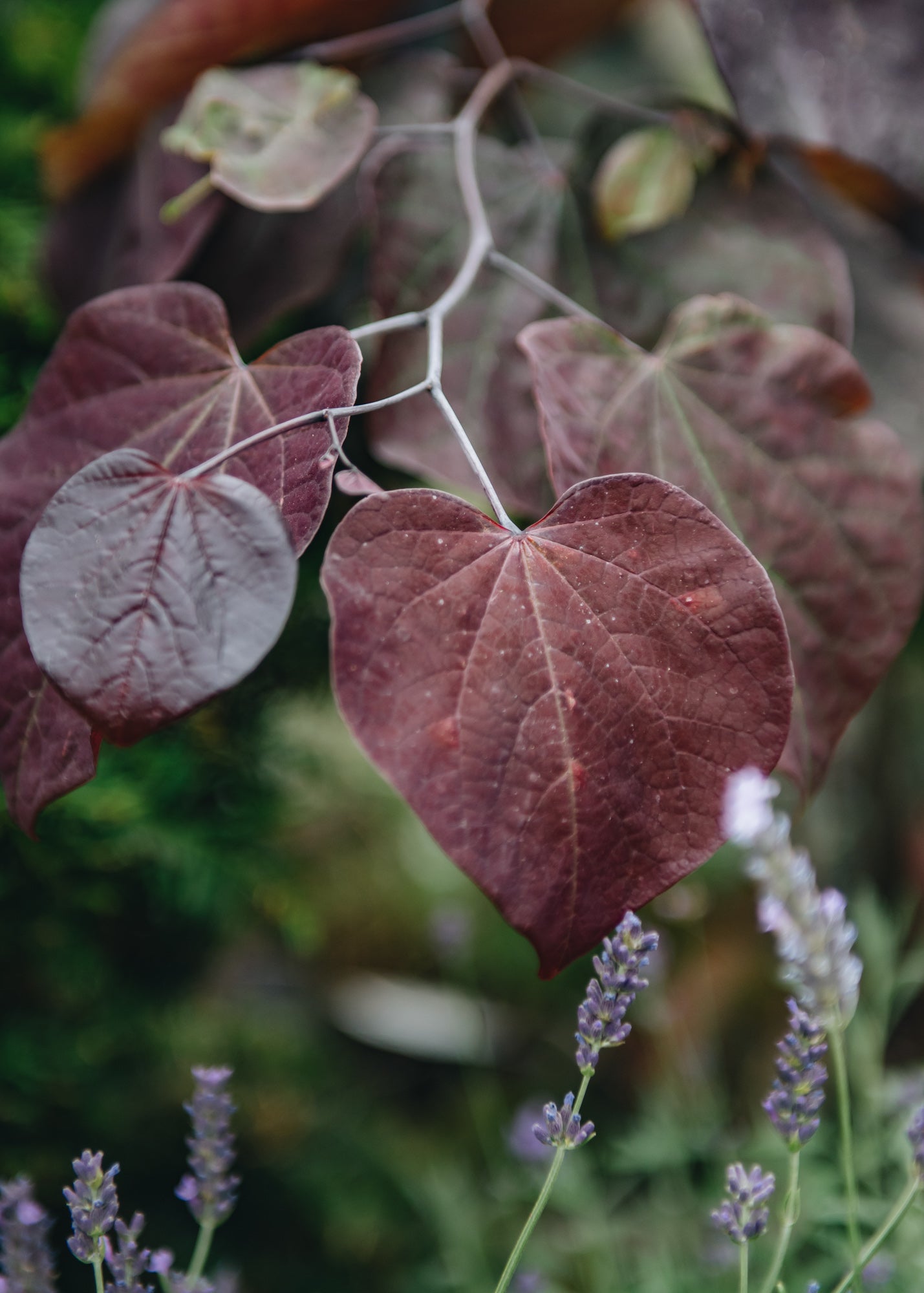 Cercis Cercis canadensis Forest Pansy