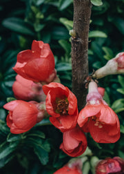 Chaenomeles speciosa Rubra