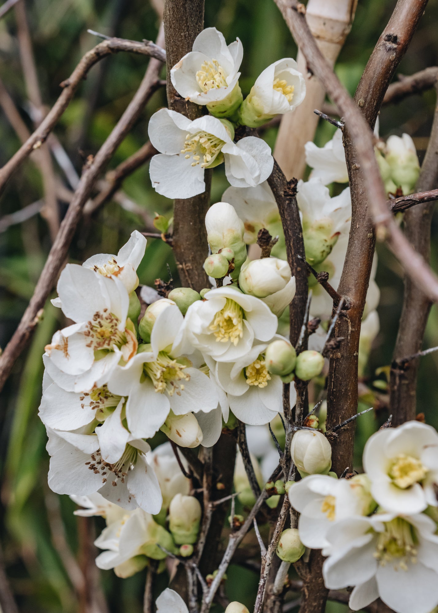 Clematis Chaenomeles speciosa Nivalis