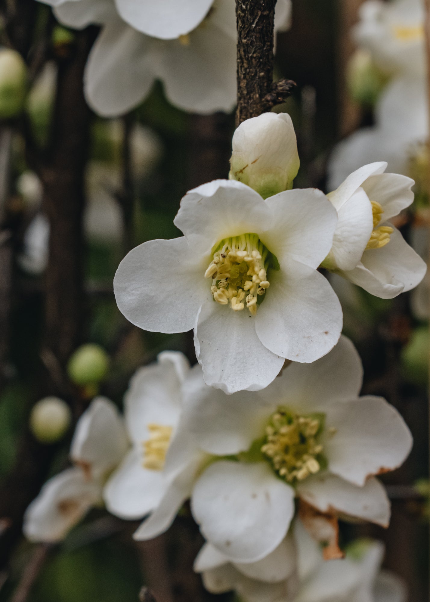 Chaenomeles speciosa Nivalis 3L