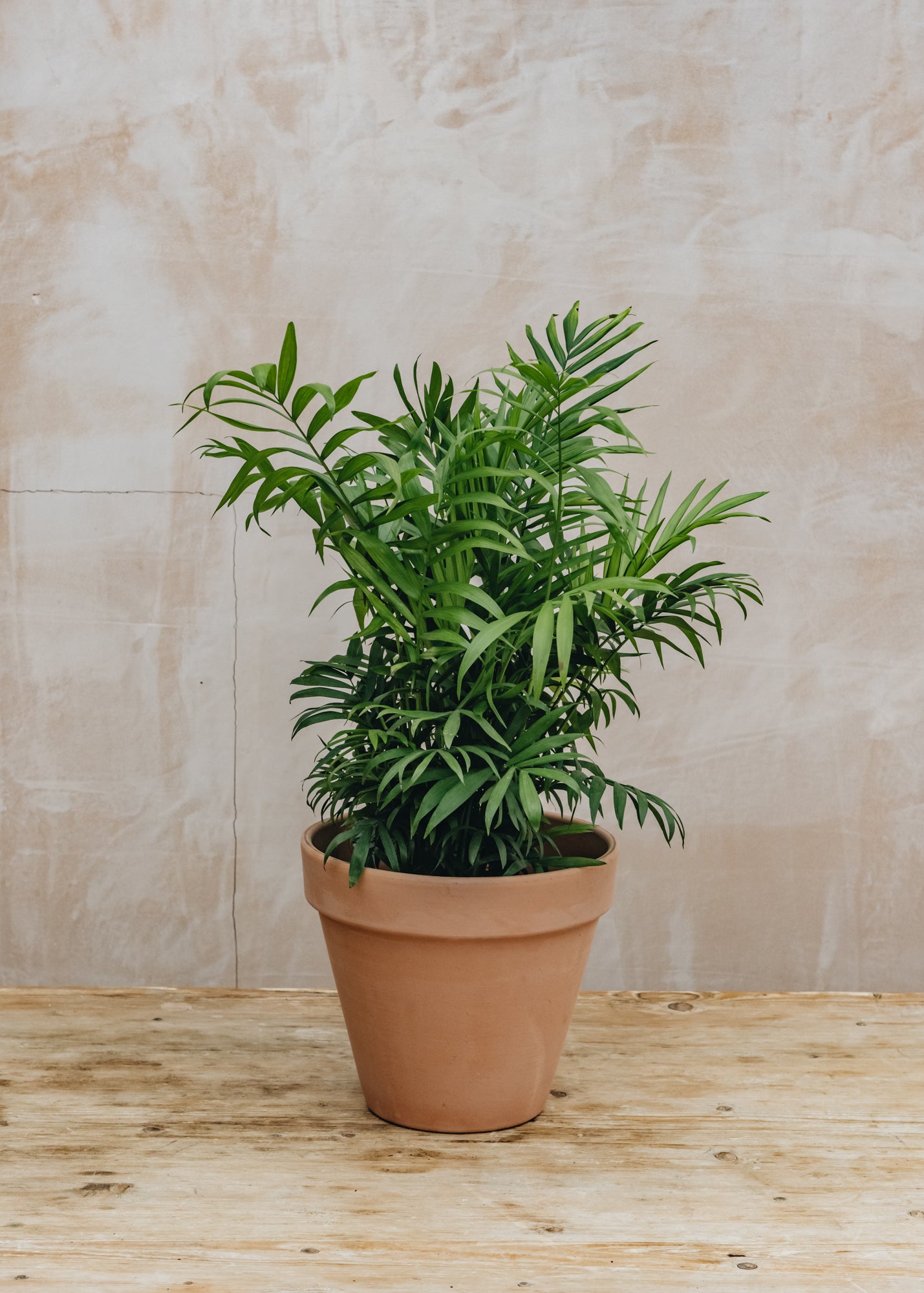 Burford Garden Co. Chamaedorea elegans