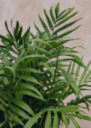Houseplants Chamaedorea elegans