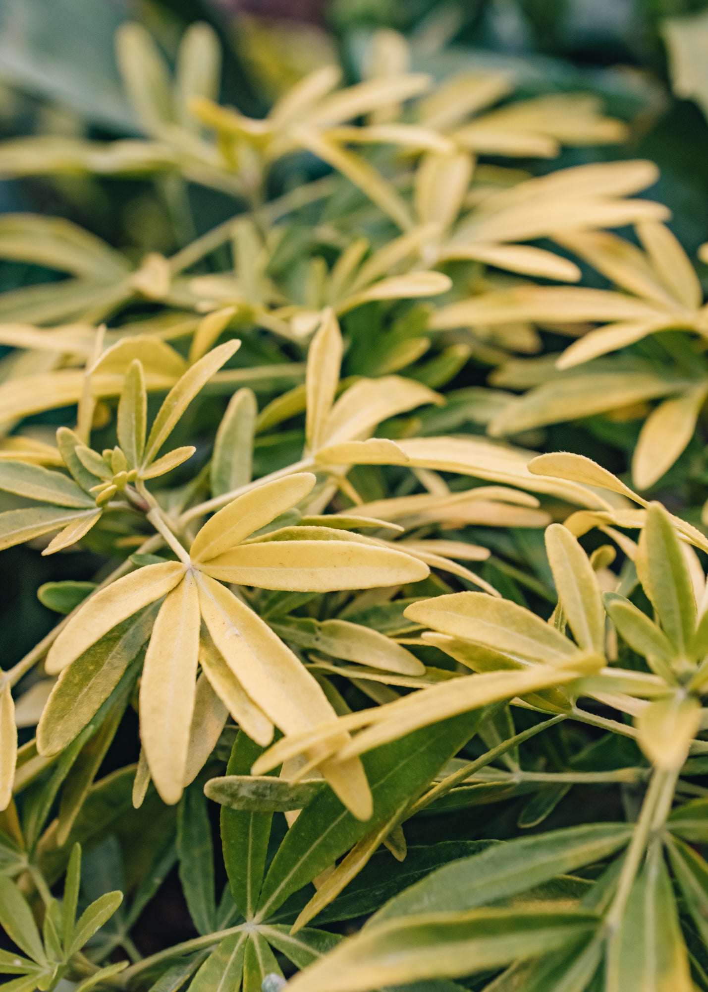Choisya Choisya Gold Star