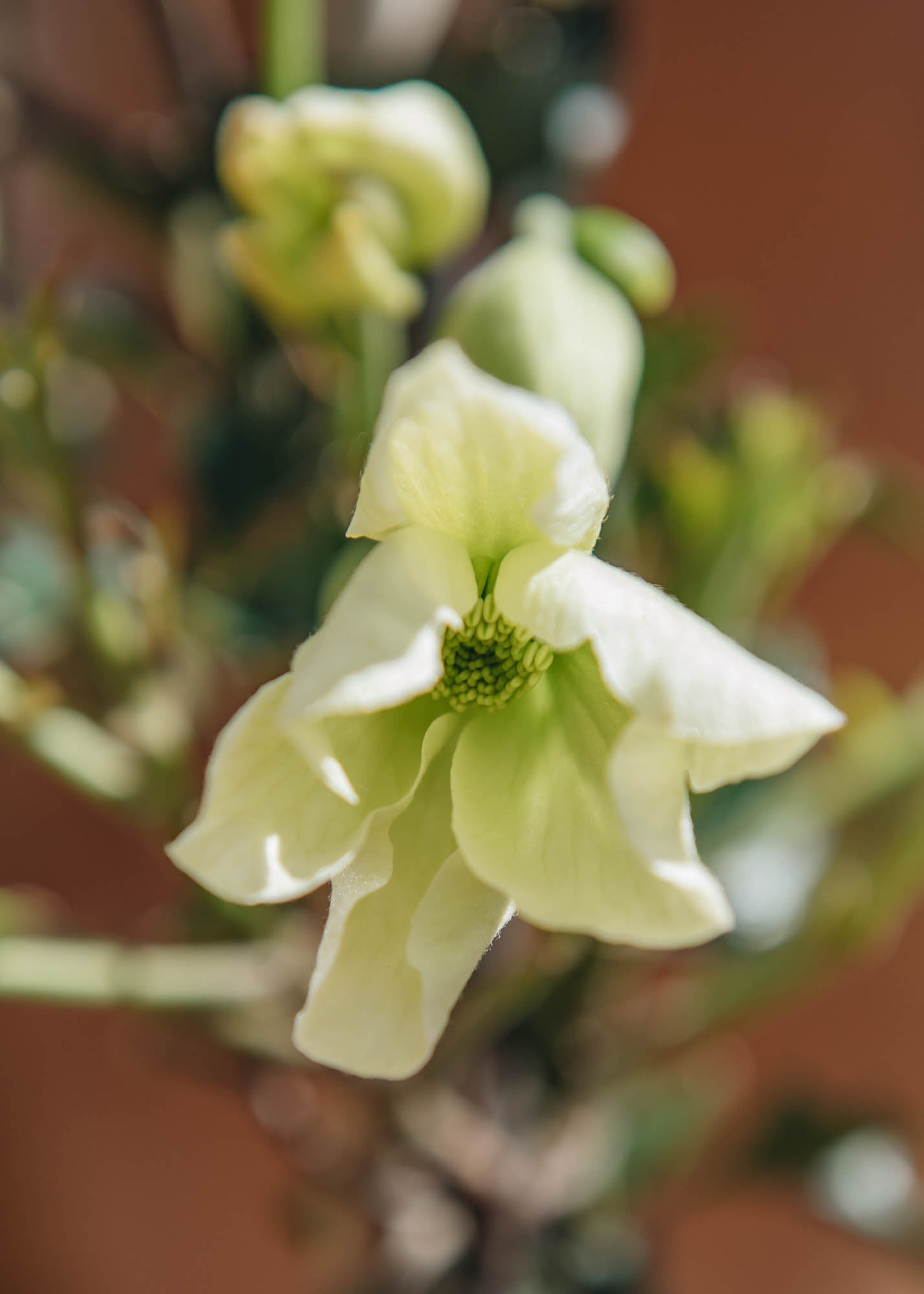 Clematis Clematis Avalanche
