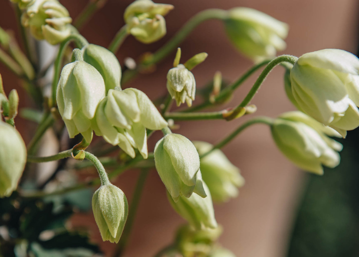 Clematis Avalanche