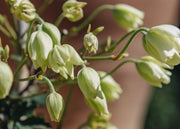 Clematis Avalanche