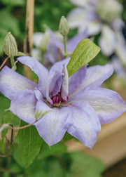 Clematis Bernadine