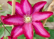 Clematis Bourbon