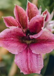 Clematis Carnaby