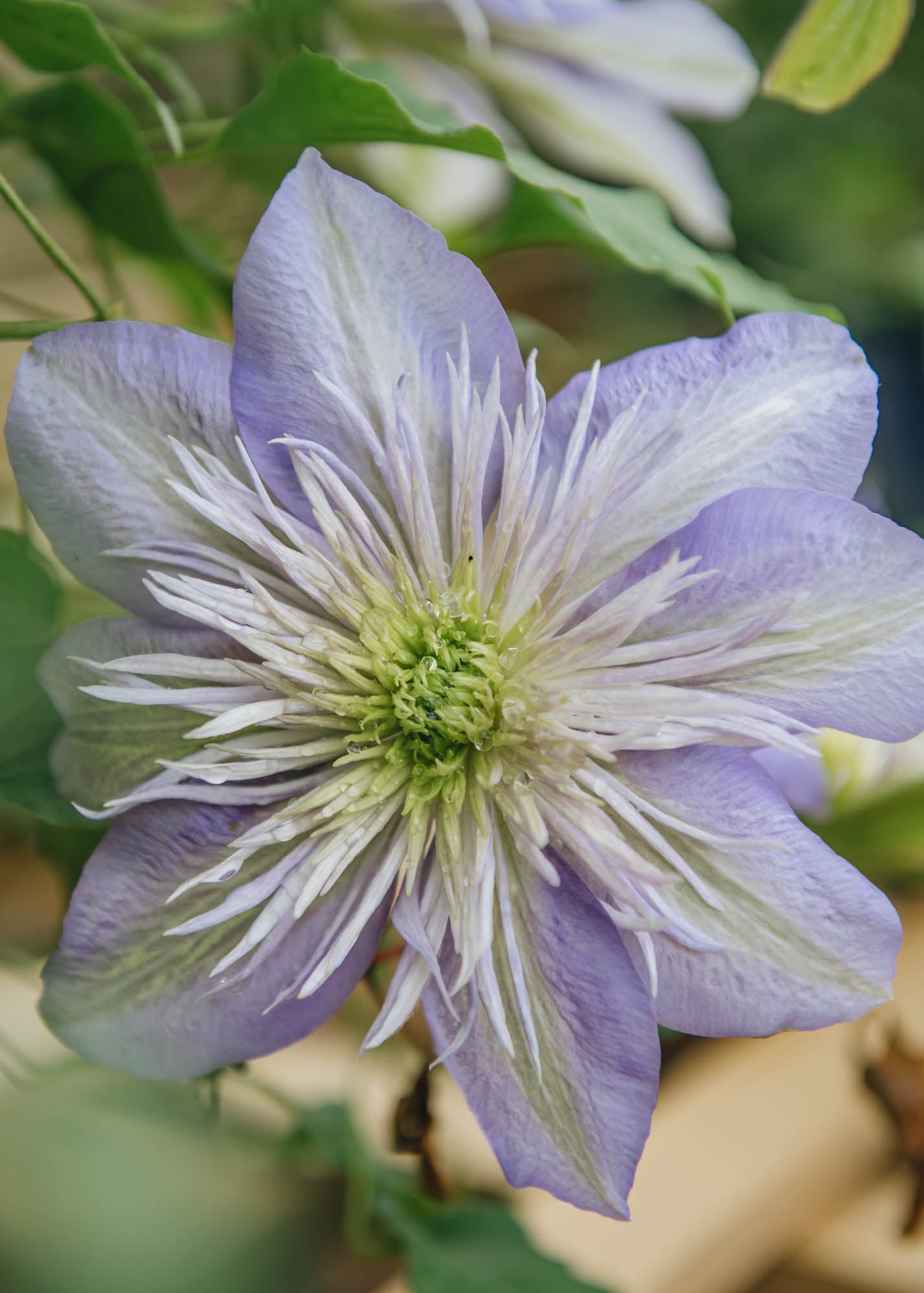 Clematis Crystal Fountain