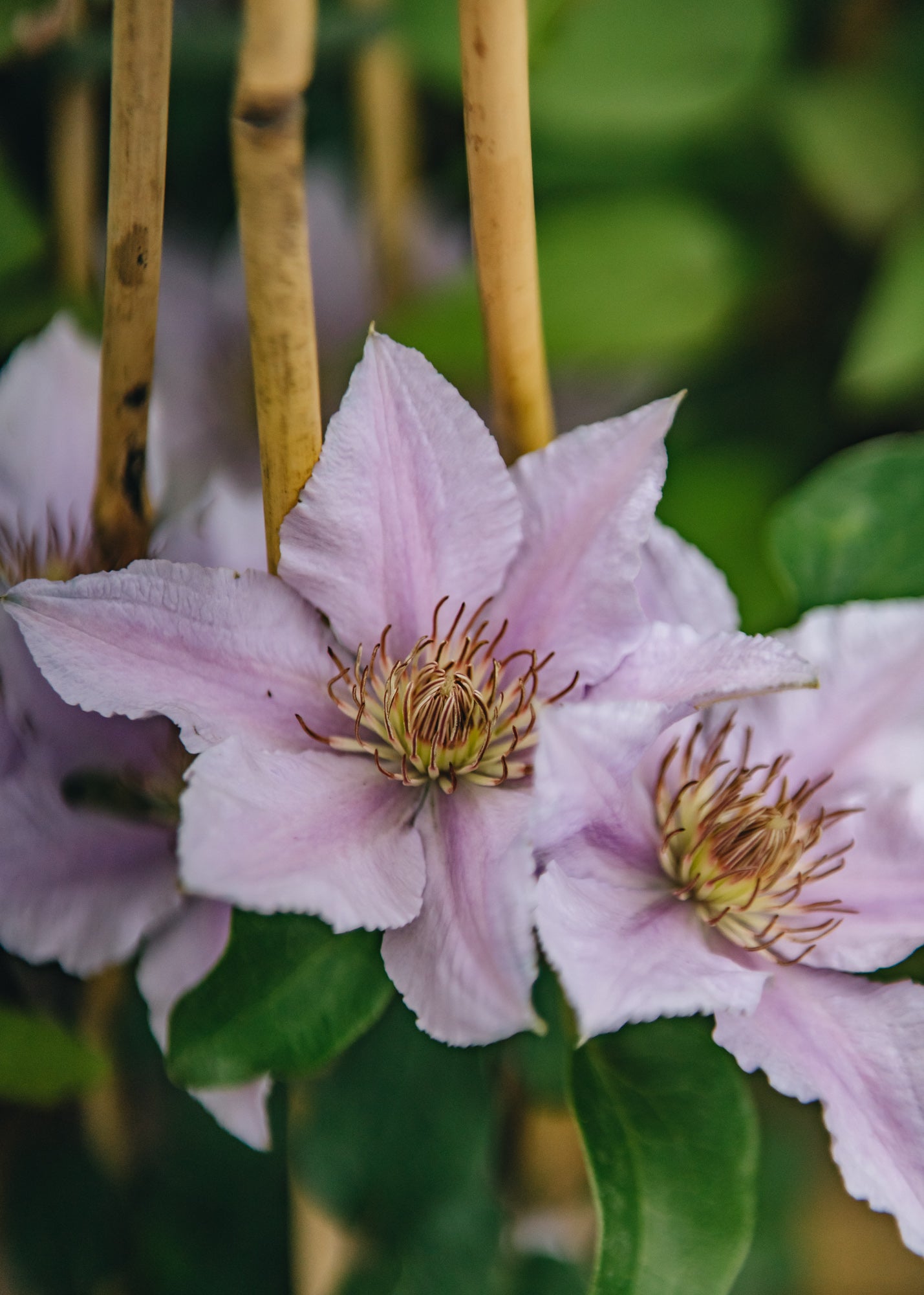 Clematis Filigree