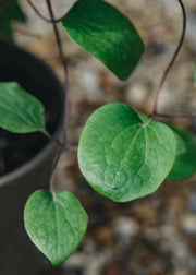 Clematis Guernsey Cream